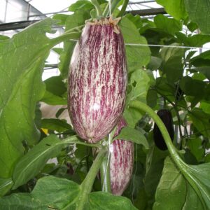 Berenjena Listada Frutas y Verduras Isabel