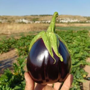 Berenjena Negra Frutas y Verduras Isabel