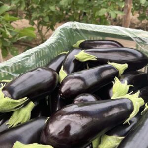 Berenjena Negra Caja Frutas y Verduras Isabel