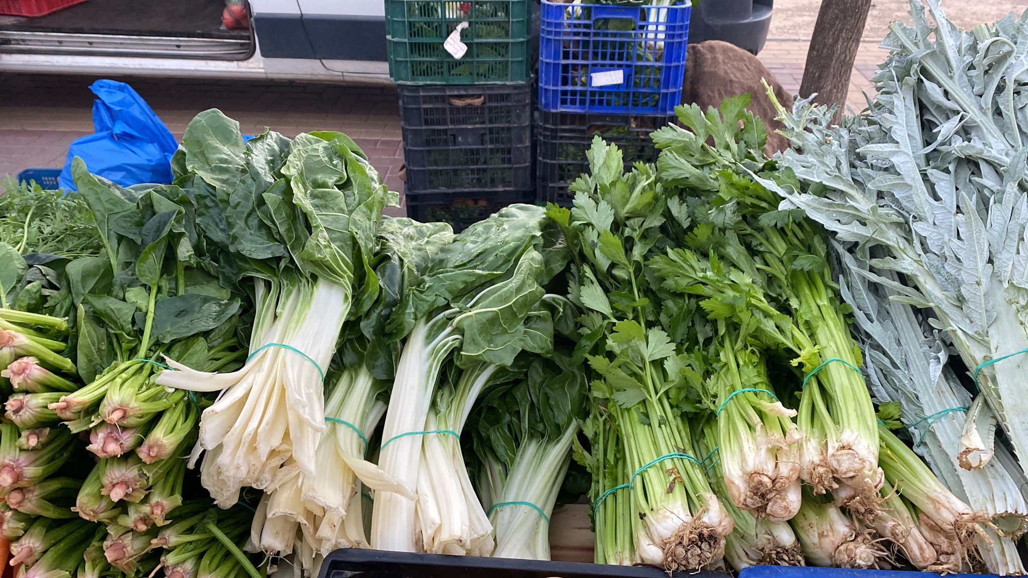 Aceltas y Apio Frutas y verduras isabel