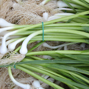Ajos Tiernos Frutas y Verduras Isabel