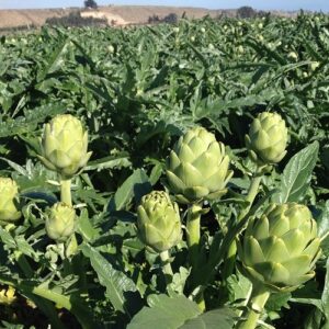 Alcachofas Frutas y Verduras Isabel