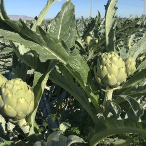 Alcachofas Frutas y Verduras Isabel
